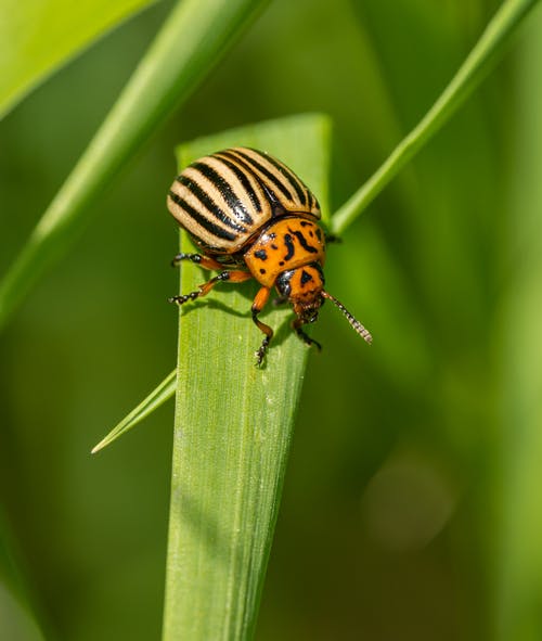 Study Finds Pesticides are Harming Organisms in the Soil