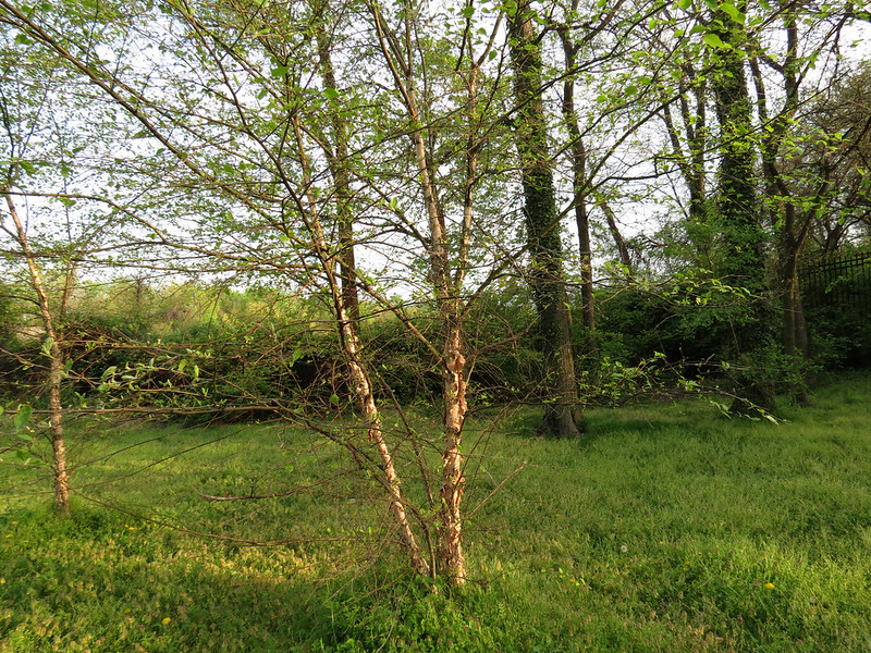 River birch tree; image by Katja Schulz, via Flickr.com, CC BY 2.0 Deed, no changes made.